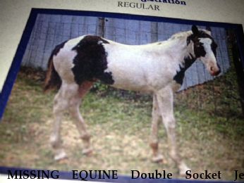 MISSING EQUINE Double Socket Jet, RECOVERED Near Mount Pleasant , TX, 75455